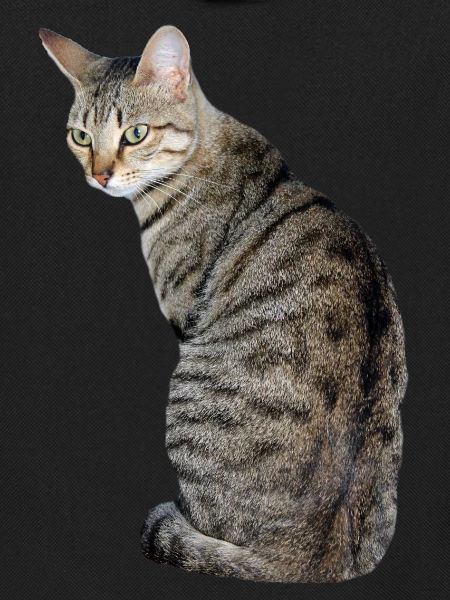 Katze Kätzchen Tigerkatze