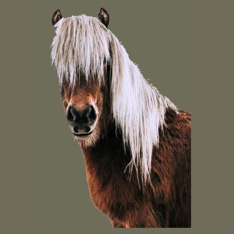 Pferd
