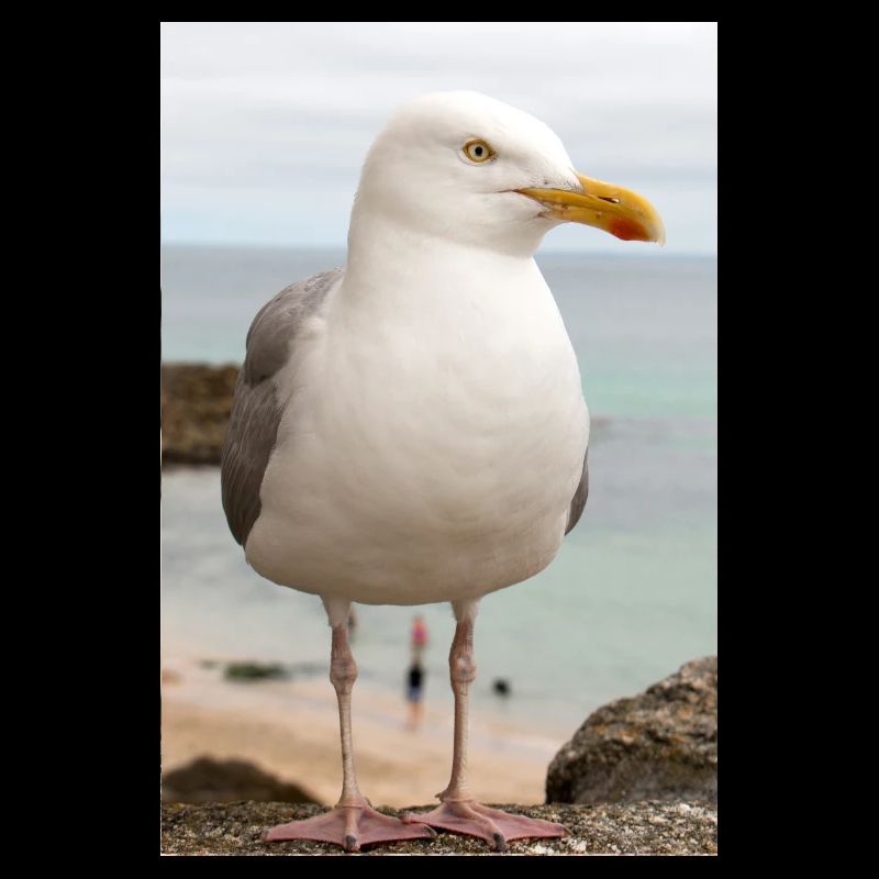 Silbermöwe (Larus argentatus) am Strand Gull