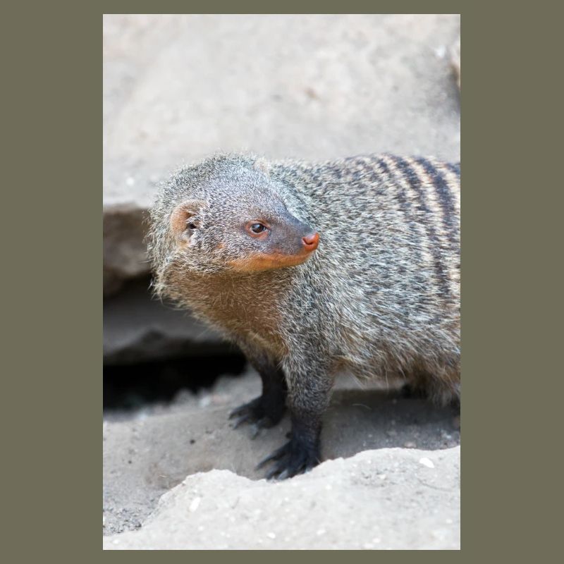 Gebänderte Manguste oder Zebramanguste