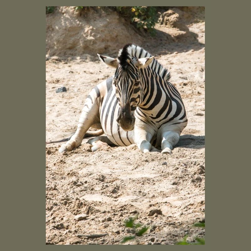 Zebra (auf Deutsch Zebra oder Zebras) Hippotigris