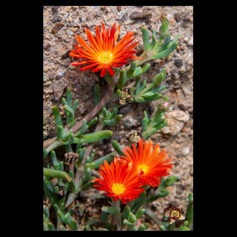 Hängende Eisblume Winterhartes Eis Delosperma