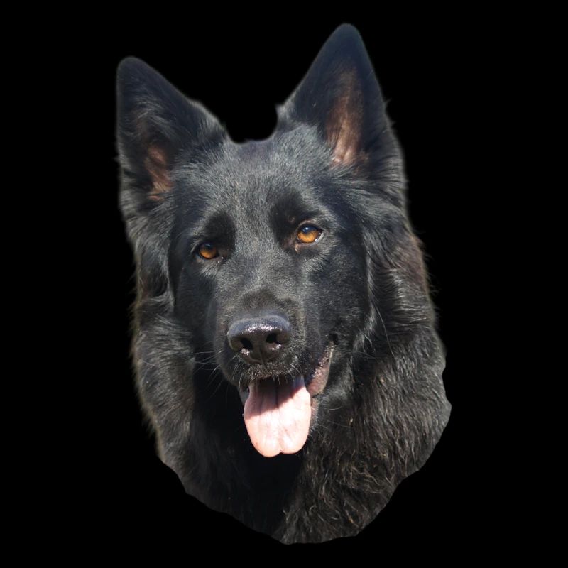 black shepherd head