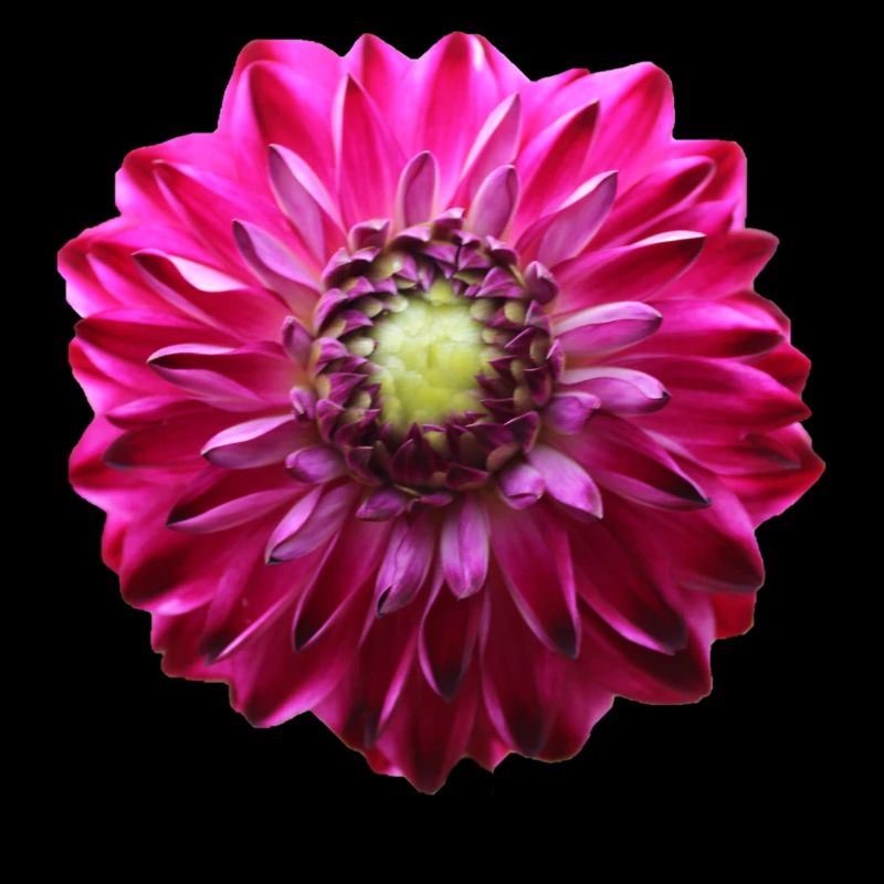 Fleur Rose Rose Fleur Fleurs Rose Rose Fleurs