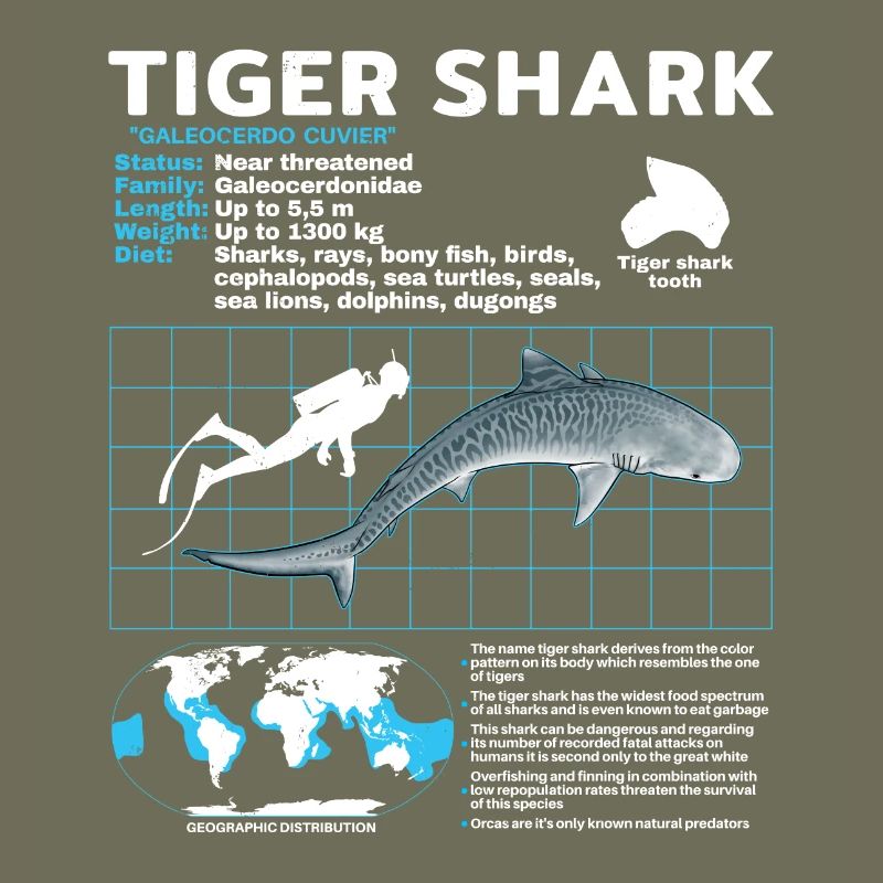 Tiger Shark Fact Sheet Datasheet