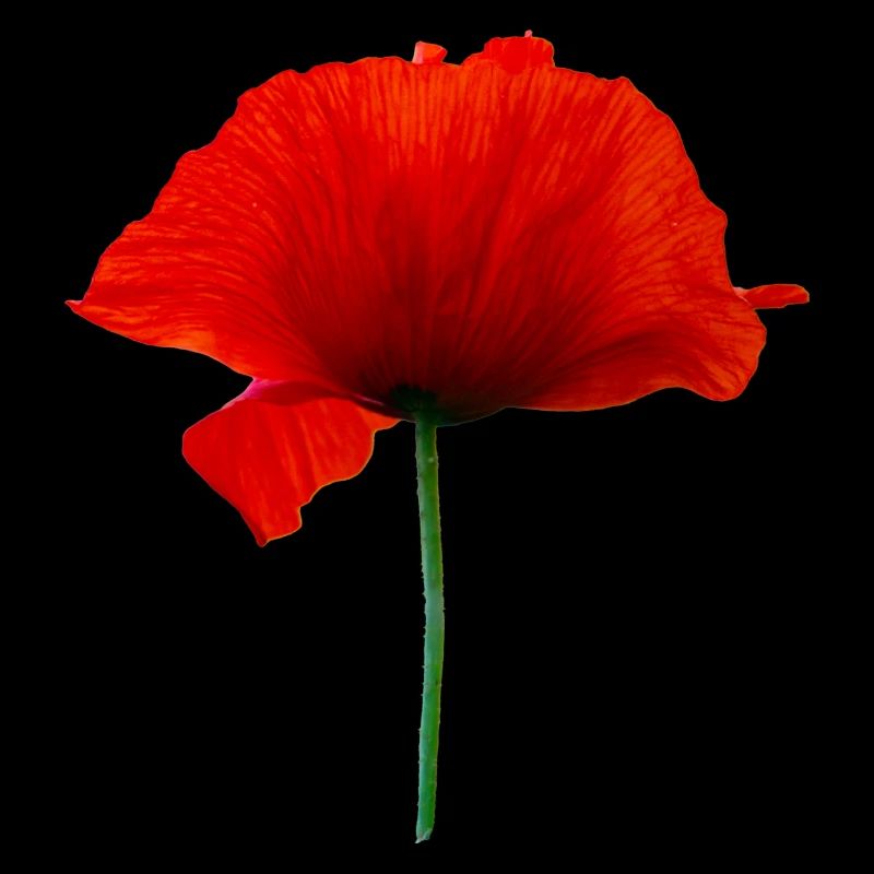 Mohnblume