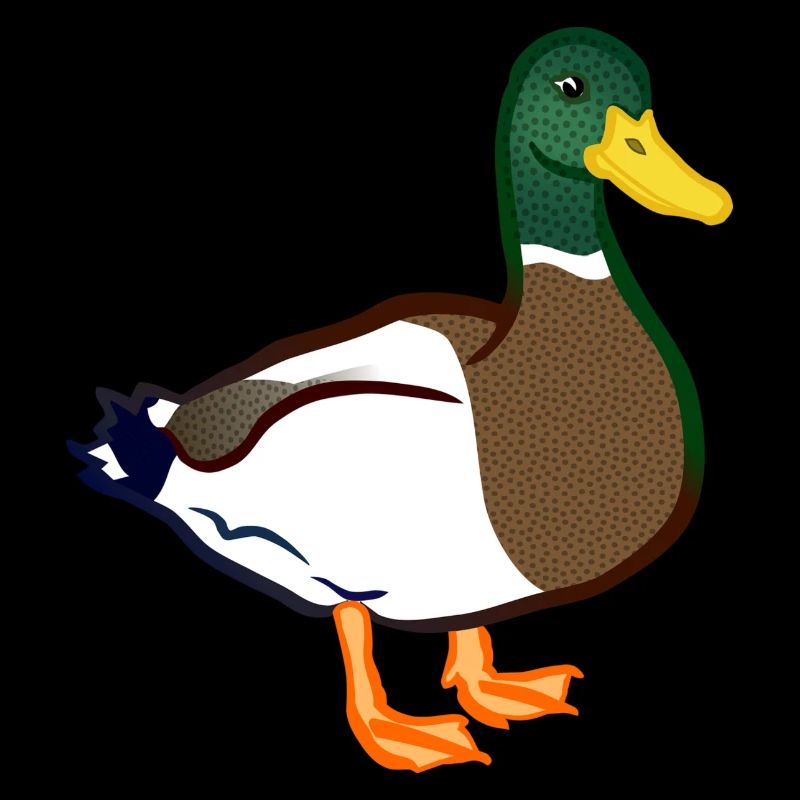 duck