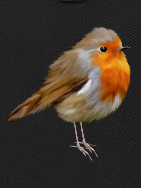 Rotkehlchen Robin