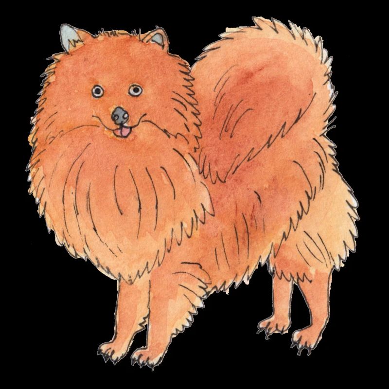 Pomeranian - Funny Dog