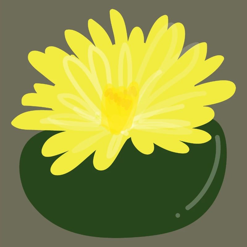 Lithops-Blüte1