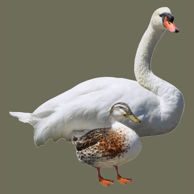 Schwan