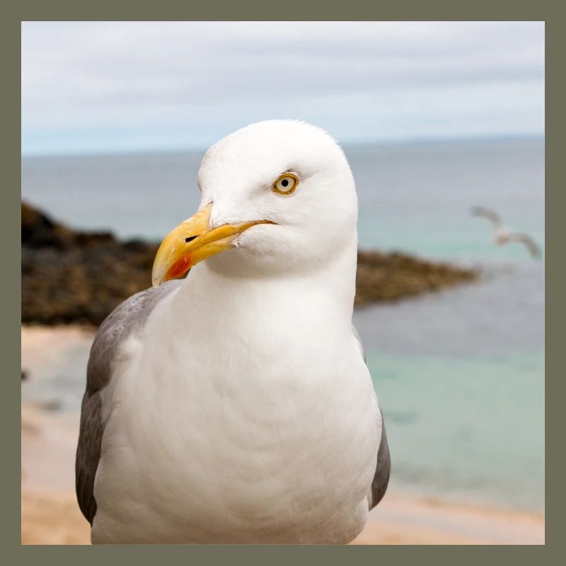 Herring gull (Larus argentatus) on the beach Herring
