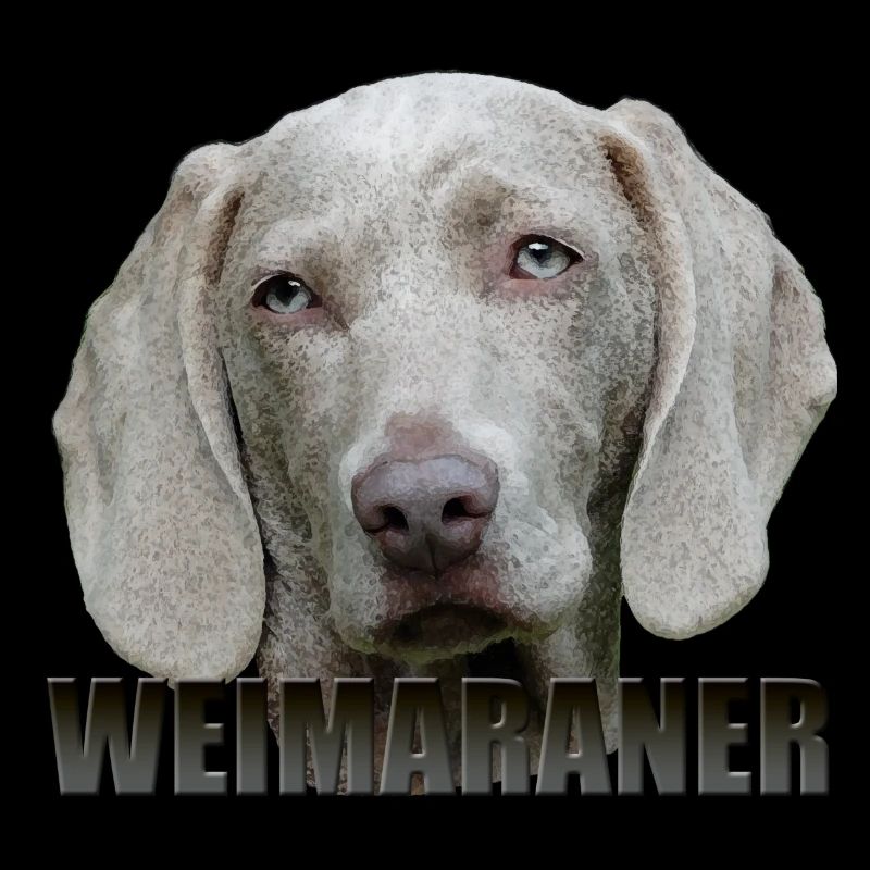 Weimaraner