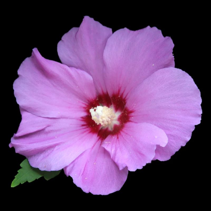 Rose rosa Blume Roseneibisch