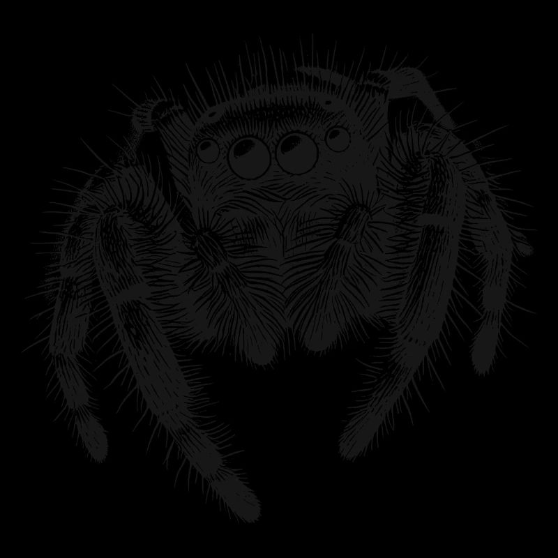 Jumping spider