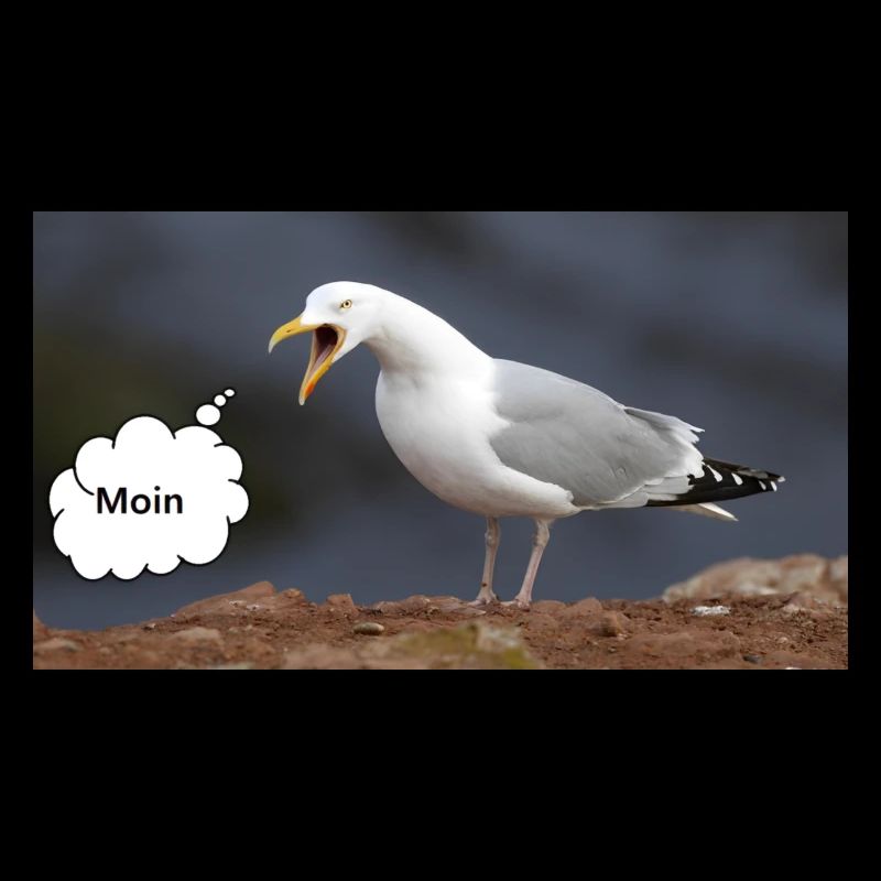 Moin Möwe