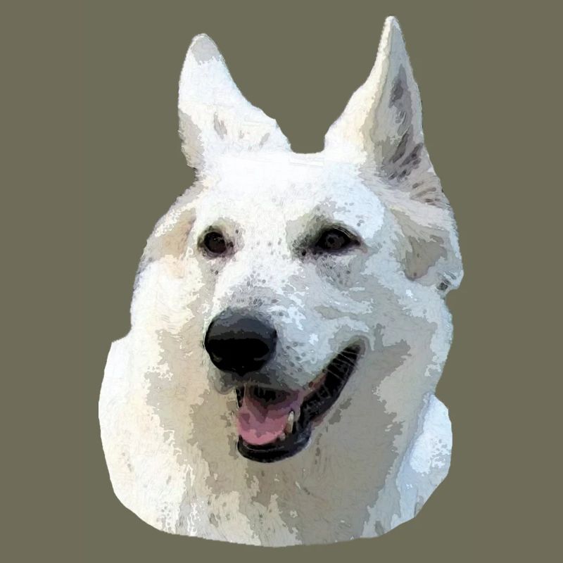White Shepherd