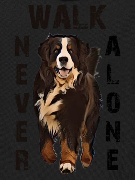 Bernese mountain dog