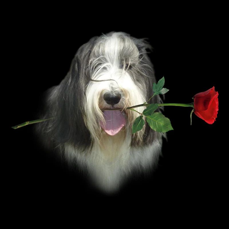 Bearded Collie-Rose