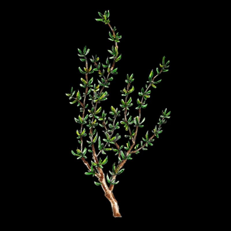thyme
