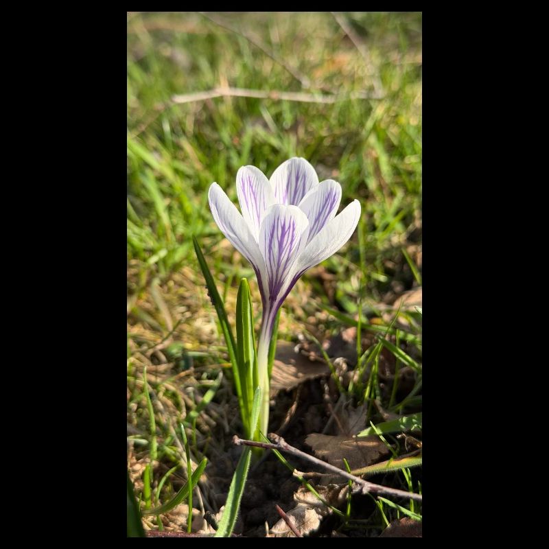 Krokus