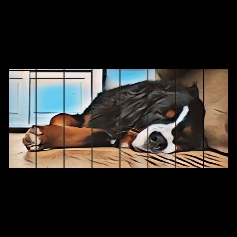 Bernese mountain dog