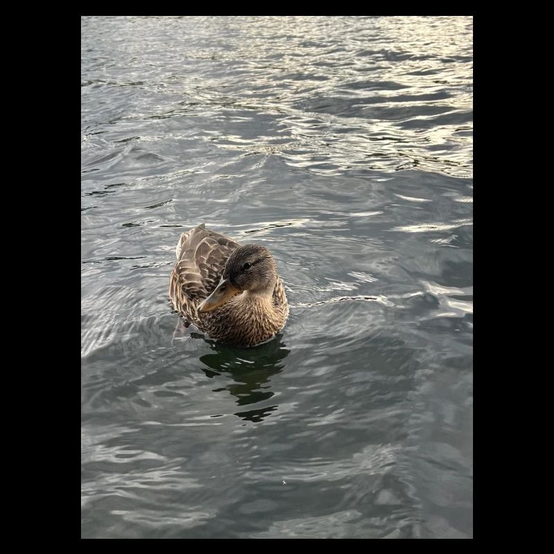 Un canard sur une eau calme