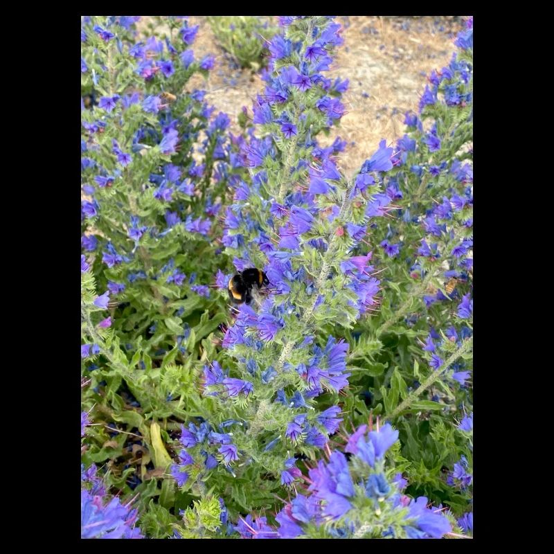 Lilac Blossoms Bee-Friendly Pattern