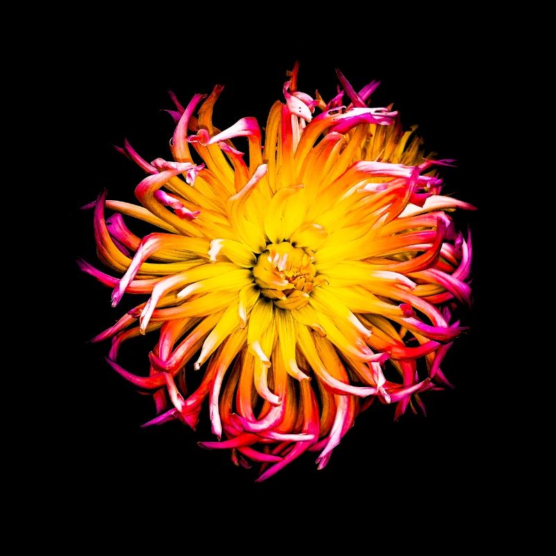 Blume bund