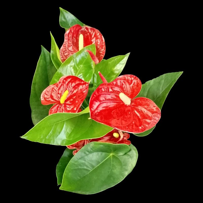 Rote Anthurien Floraledition