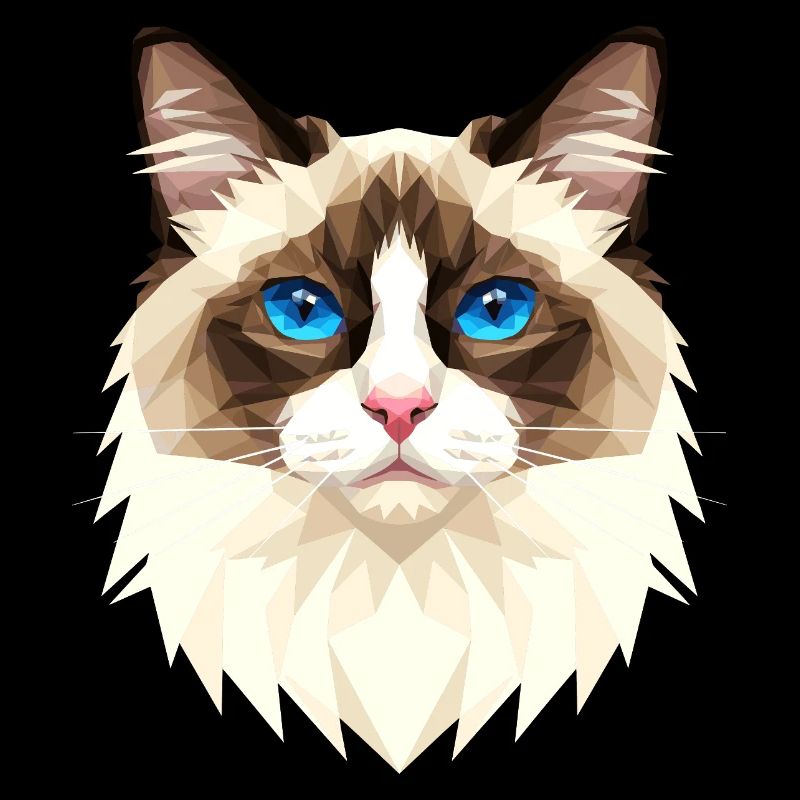 Ragdoll Katze Ragdollkatze Cat Süße Ragdoll Katzen