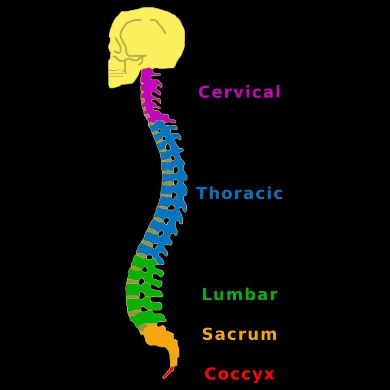 Wirbelsäule Spine Physio