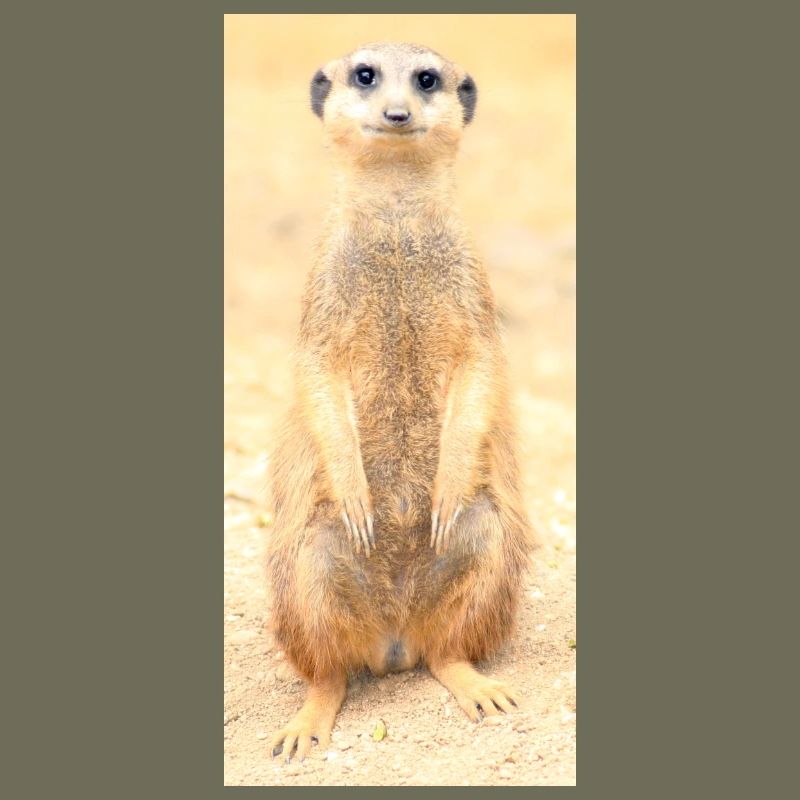 Erdmännchen