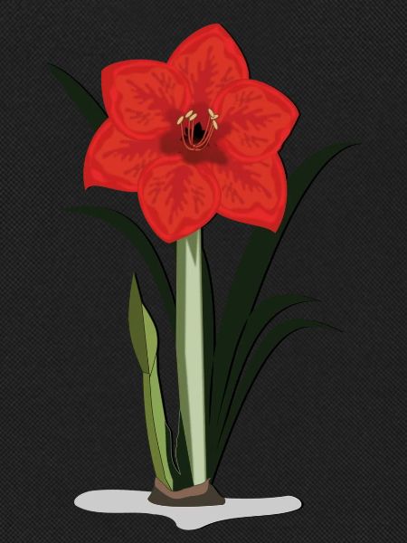 Amaryllis
