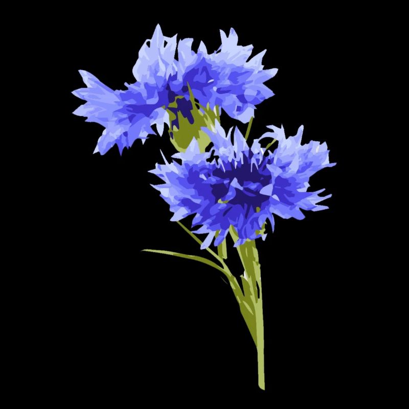 cornflower