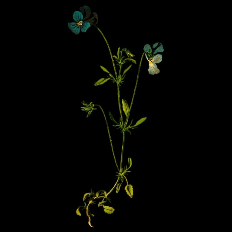 herbes thym romarin persil origan aneth