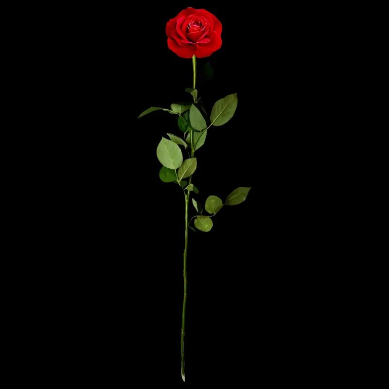 Rote Rose