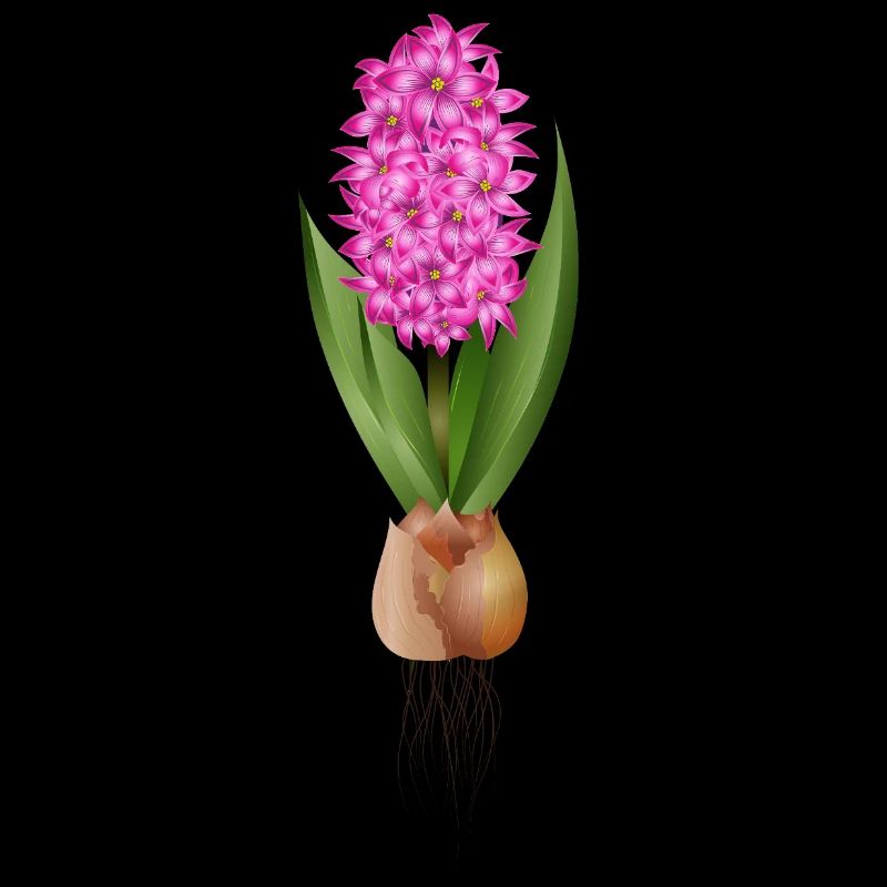 Jacinthe rouge – fleurs fortes avec bulbe