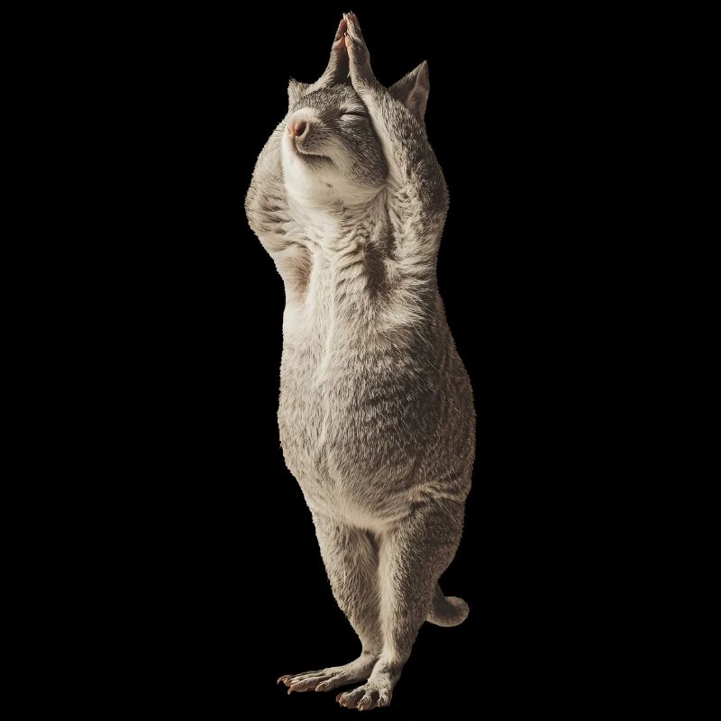 Chinchilla