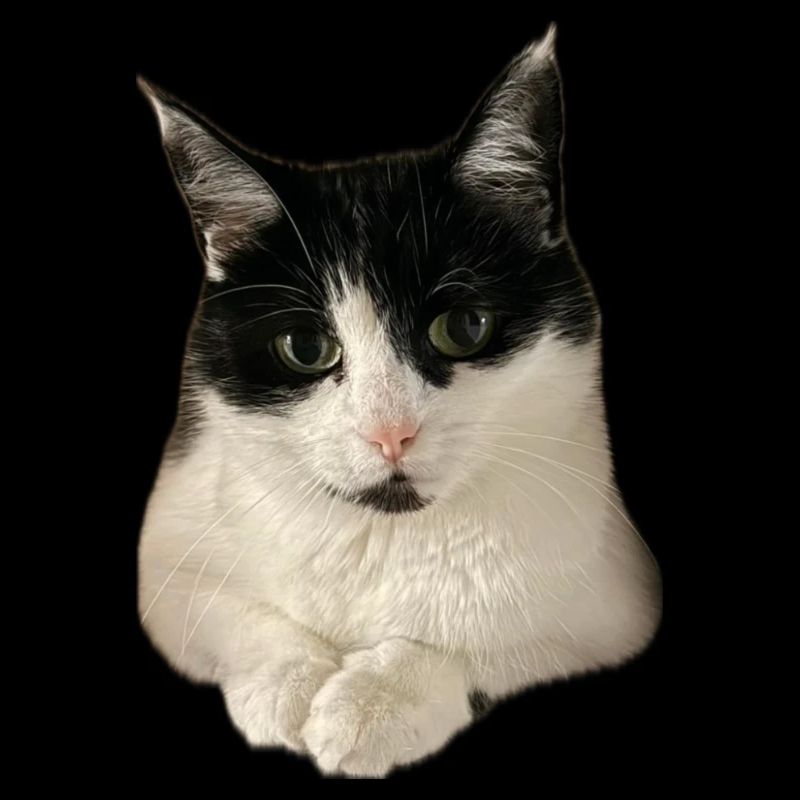 super cute kitty cat