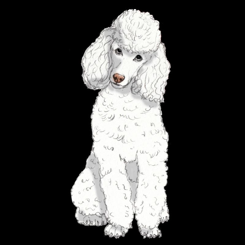 Caniche jouet blanc