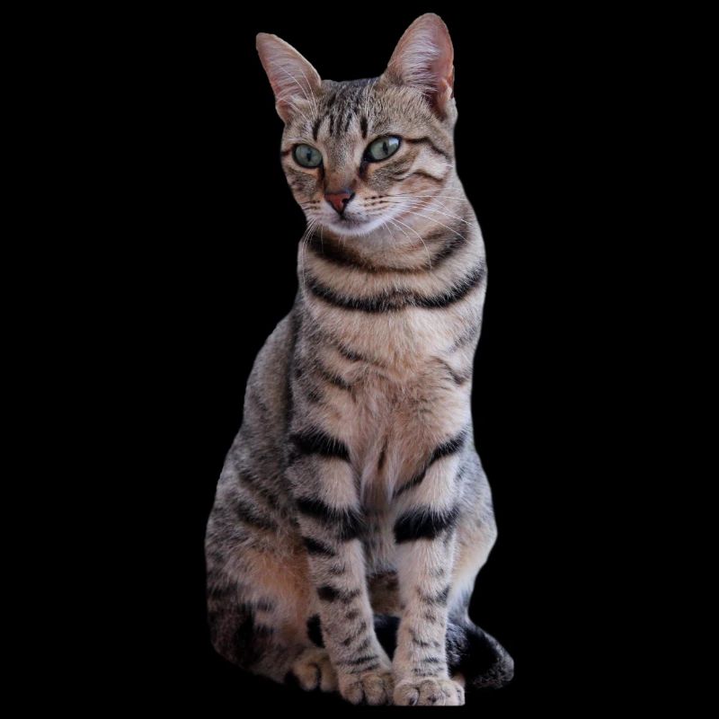 chat chats chaton doux cadeau de Noël