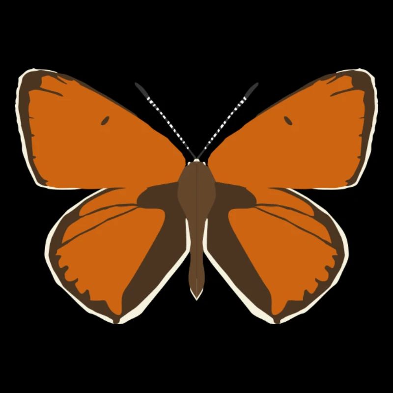 Butterflies: The Great Fire Butterfly