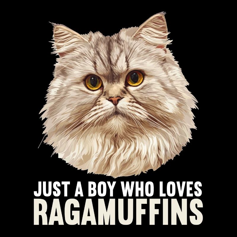 Ragamuffin Kätzchen Ragamuffin Katze