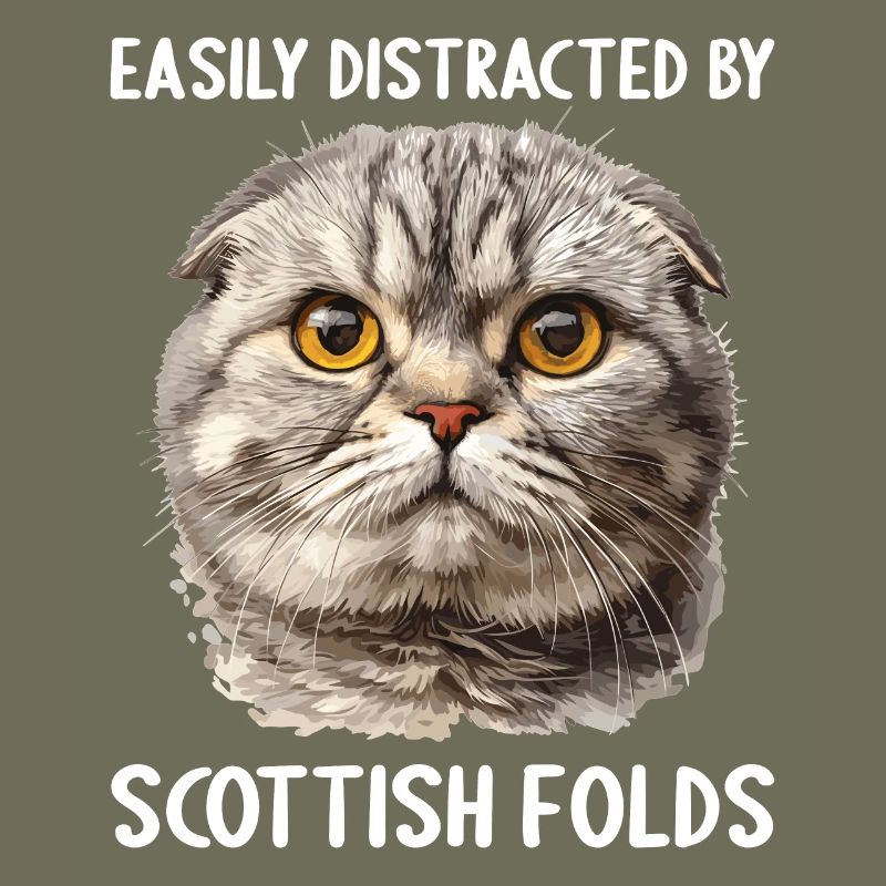 Scottish Fold chaton Scottish Fold chat