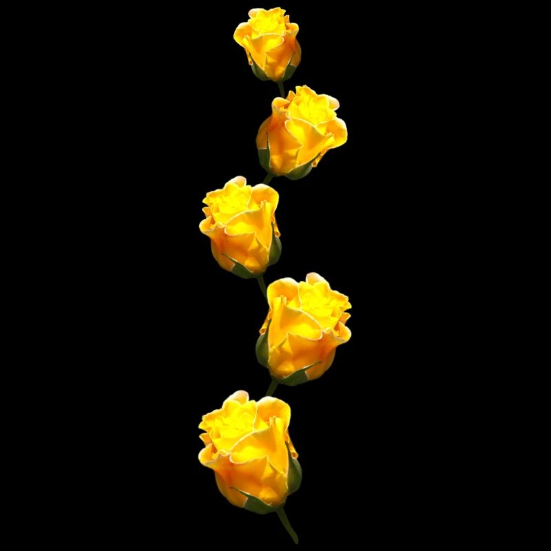 gelbe Rosen
