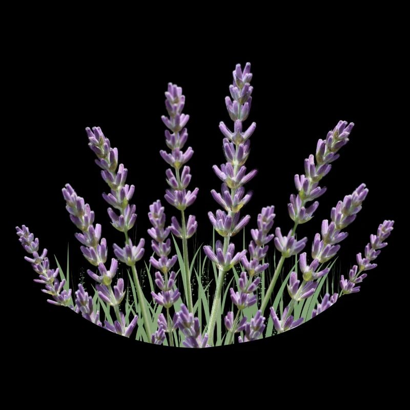 Lavender Straws Lavender
