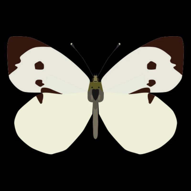 Papillons : Le Grand Blanc du Chou