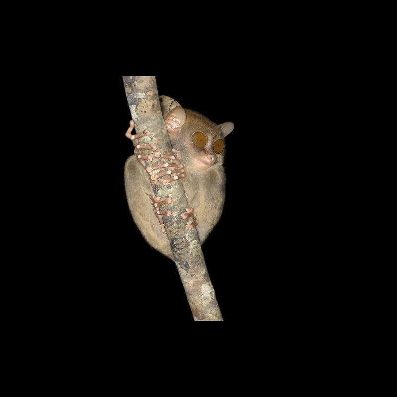 Nächtlicher Kletterer Primat