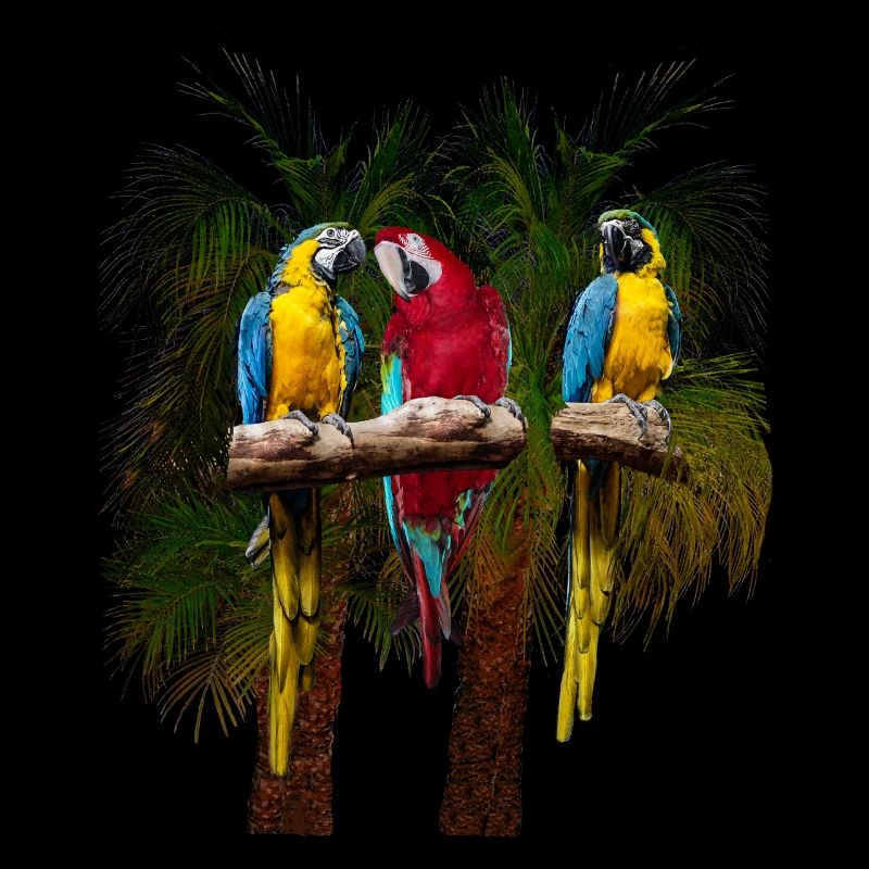 Trois perroquets ara devant des palmiers